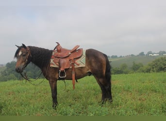 Welsh-B Mix, Wallach, 6 Jahre, 112 cm, Brauner