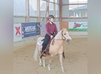 Welsh-B Mix, Wallach, 6 Jahre, 120 cm, Palomino