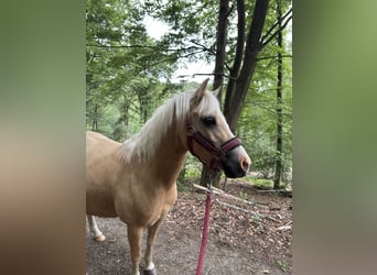 Welsh-B Mix, Wallach, 6 Jahre, 120 cm, Palomino