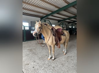 Welsh-B Mix, Wallach, 6 Jahre, 120 cm, Palomino