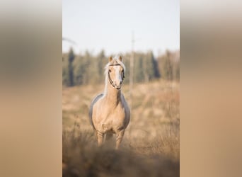 Welsh-B Mix, Wallach, 6 Jahre, 120 cm, Palomino
