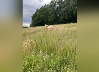 Welsh-B Mix, Wallach, 6 Jahre, 120 cm, Palomino