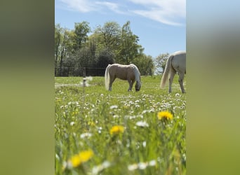 Welsh-B Mix, Wallach, 6 Jahre, 120 cm, Palomino