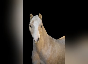 Welsh-B Mix, Wallach, 6 Jahre, 120 cm, Palomino