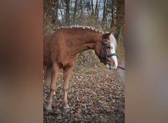 Welsh-B, Wallach, 6 Jahre, 124 cm, Fuchs