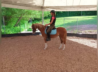 Welsh-B, Wallach, 6 Jahre, 128 cm, Fuchs