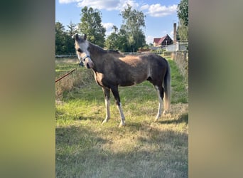 Welsh-B, Wallach, 6 Jahre, 130 cm, Buckskin
