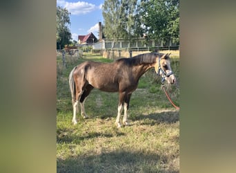 Welsh-B, Wallach, 6 Jahre, 130 cm, Buckskin