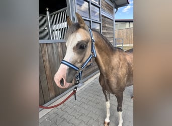 Welsh-B, Wallach, 6 Jahre, 130 cm, Buckskin