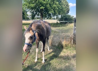 Welsh-B, Wallach, 6 Jahre, 130 cm, Buckskin