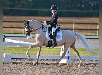 Welsh-B, Wallach, 6 Jahre, 134 cm, Palomino