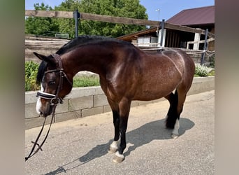 Welsh-B, Wallach, 6 Jahre, 134 cm, Rotbrauner
