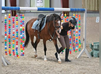 Welsh-B, Wallach, 6 Jahre, 135 cm, Brauner