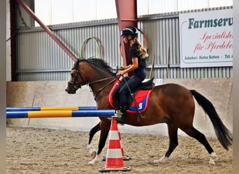 Welsh-B, Wallach, 6 Jahre, 135 cm, Brauner