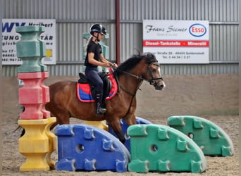 Welsh-B, Wallach, 6 Jahre, 135 cm, Brauner