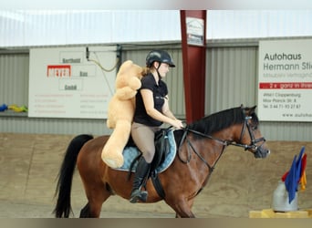 Welsh-B, Wallach, 6 Jahre, 135 cm, Brauner