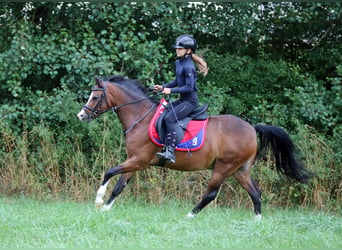 Welsh-B, Wallach, 6 Jahre, 135 cm, Brauner