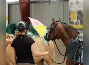 Welsh-B, Wallach, 6 Jahre, 135 cm, Brauner