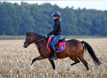 Welsh-B, Wallach, 6 Jahre, 135 cm, Brauner