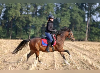 Welsh-B, Wallach, 6 Jahre, 135 cm, Brauner