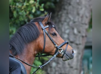 Welsh-B, Wallach, 6 Jahre, 135 cm, Brauner