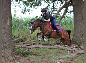Welsh-B, Wallach, 6 Jahre, 135 cm, Brauner