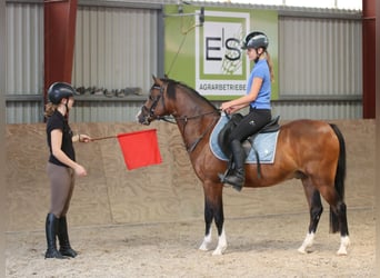 Welsh-B, Wallach, 6 Jahre, 135 cm, Brauner