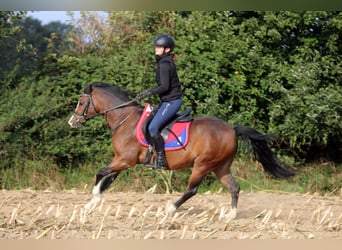 Welsh-B, Wallach, 6 Jahre, 135 cm, Brauner