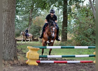 Welsh-B, Wallach, 6 Jahre, 135 cm, Brauner