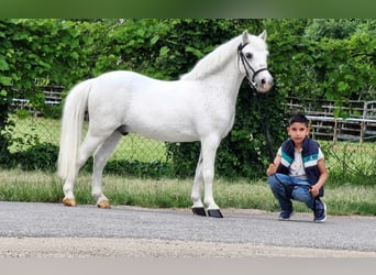 Welsh-B, Wallach, 6 Jahre, 135 cm, Schimmel
