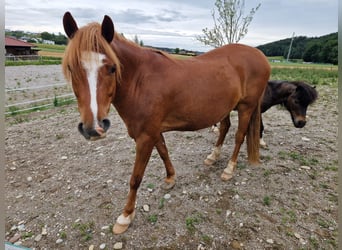 Welsh-B Mix, Wallach, 6 Jahre, 138 cm, Fuchs