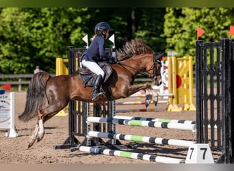Welsh-B, Wallach, 7 Jahre, 126 cm, Dunkelfuchs