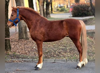 Welsh-B, Wallach, 7 Jahre, 127 cm, Fuchs