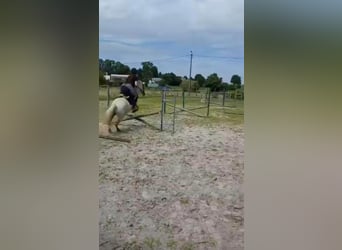 Welsh-B, Wallach, 7 Jahre, 128 cm, Schimmel