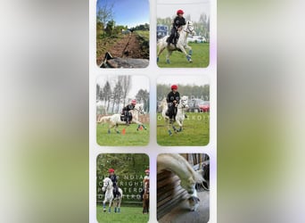 Welsh-B, Wallach, 7 Jahre, 128 cm, Schimmel