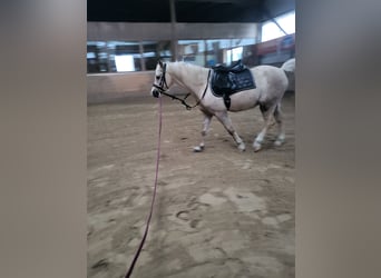 Welsh-B, Wallach, 7 Jahre, 130 cm, Palomino