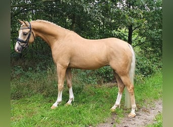 Welsh-B, Wallach, 7 Jahre, 136 cm, Palomino
