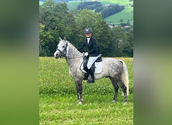 Welsh-B, Wallach, 7 Jahre, 143 cm, Apfelschimmel