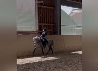 Welsh-B, Wallach, 7 Jahre, 143 cm, Apfelschimmel