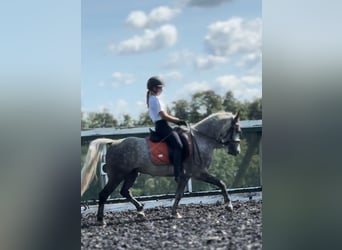 Welsh-B, Wallach, 7 Jahre, 143 cm, Apfelschimmel