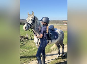 Welsh-B, Wallach, 7 Jahre, 143 cm, Apfelschimmel
