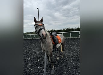 Welsh-B, Wallach, 7 Jahre, 143 cm, Apfelschimmel