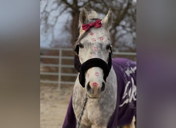 Welsh-B, Wallach, 7 Jahre, 143 cm, Apfelschimmel