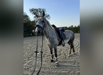 Welsh-B, Wallach, 7 Jahre, 143 cm, Apfelschimmel