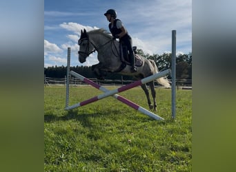 Welsh-B, Wallach, 7 Jahre, 143 cm, Apfelschimmel
