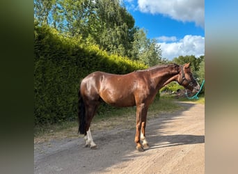 Welsh-B, Wallach, 7 Jahre, Dunkelfuchs