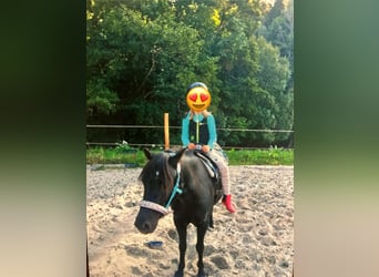 Welsh-B, Wallach, 8 Jahre, 124 cm, Rappe