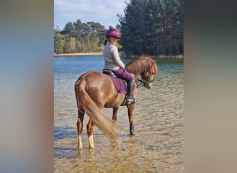Welsh-B, Wallach, 8 Jahre, 127 cm, Dunkelfuchs