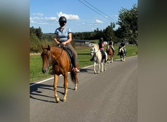 Welsh-B, Wallach, 8 Jahre, 130 cm, Schimmel