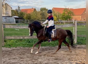 Welsh-B, Wallach, 8 Jahre, 133 cm, Dunkelfuchs